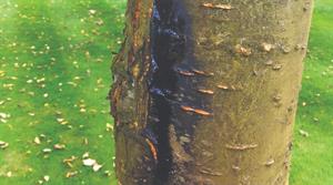 Canker symptoms